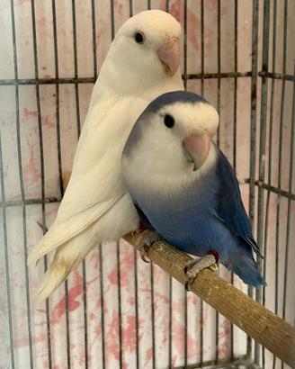 Pulli inseparabile roseicollis