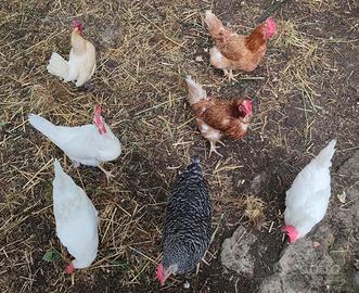 Galline ovaiole e ornamentali
