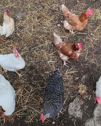 Galline ovaiole e ornamentali