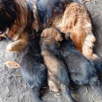 Cuccioli pastore tedesco