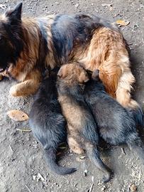 Cuccioli pastore tedesco