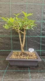 Bonsai  Corniolo ( Cornus Mas  ) 108