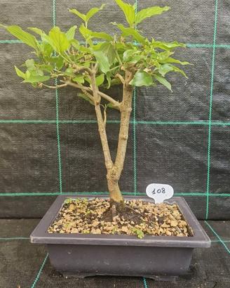 Bonsai  Corniolo ( Cornus Mas  ) 108