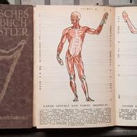ATLANTE DI ANATOMIA PER ARTISTI anni '50