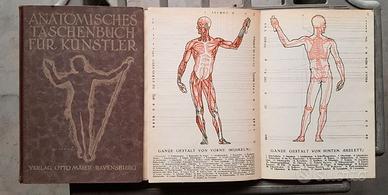 ATLANTE DI ANATOMIA PER ARTISTI anni '50