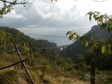Rustico con terreno