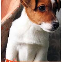 Cuccioli di JACK RUSSEL TERRIER