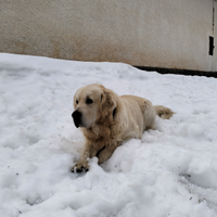 Golden retriever maschio per monta