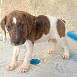 Cane da Cinghiale