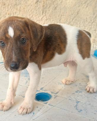 Cane da Cinghiale