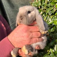 Conigli Nani Ariete SIAMESE