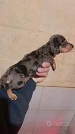 Maschietto Bassotto nano arlecchino