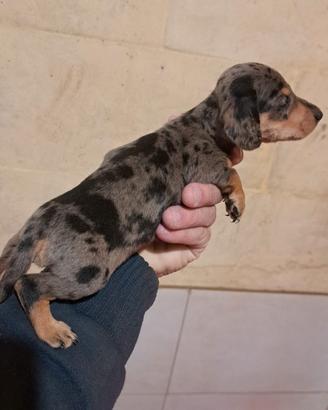 Maschietto Bassotto nano arlecchino