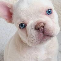 BULLDOG FRANCESE -BOULEDOGUE PLATINO puppy