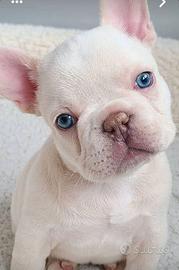 BULLDOG FRANCESE -BOULEDOGUE PLATINO puppy