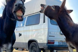 van camper
