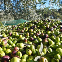 Raccolta olive