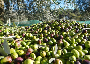 Raccolta olive