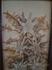 Piccolo quadro stelle alpine