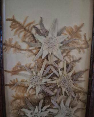Piccolo quadro stelle alpine