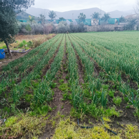 Terreno agricolo traversa Carrara D' Amora