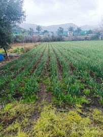 Terreno agricolo traversa Carrara D' Amora