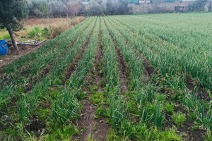 Terreno agricolo traversa Carrara D' Amora