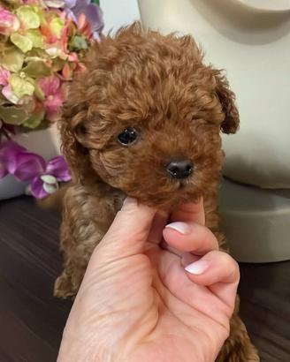 Cuccioli barboncino mini Toy