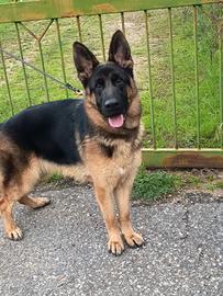 Pastore Tedesco cucciolona