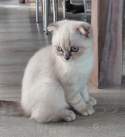 Scottish fold e straght