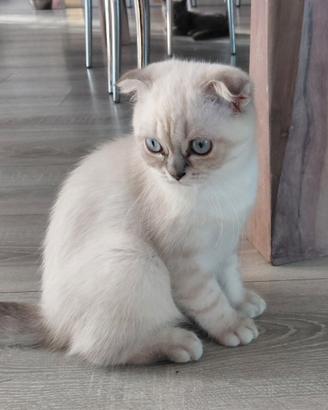 Scottish fold e straght