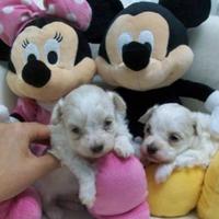 Maltese Coreani toy