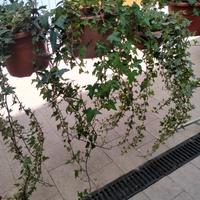 Sette piante di edera a foglie piccole in vasi 