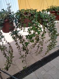 Sette piante di edera a foglie piccole in vasi 