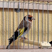 Cardellino