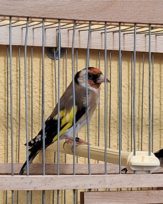 Cardellino