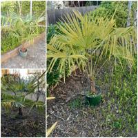 Palme (Chamaerops Excelsa)