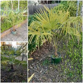 Palme (Chamaerops Excelsa)