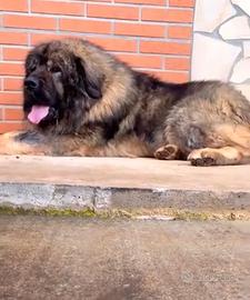 Cucciola pastore del Caucaso
