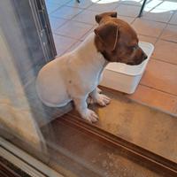 Cane Femmina Jack Russel