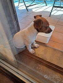 Cane Femmina Jack Russel