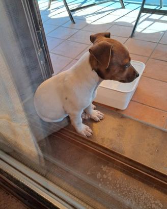 Cane Femmina Jack Russel