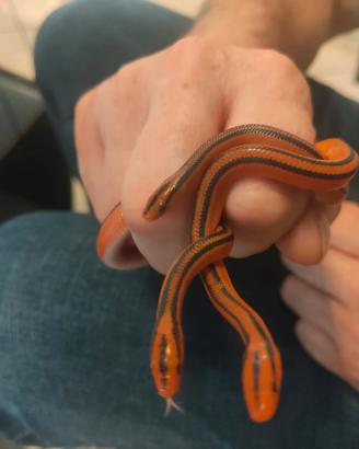 Oreocryptophis porphyraceus coxi