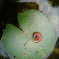 Lumache planorbarius anche uova