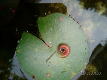 Lumache planorbarius anche uova