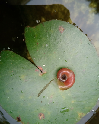 Lumache planorbarius anche uova