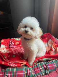 Splendido barboncino toy disponibile per monta