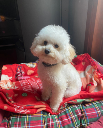 Splendido barboncino toy disponibile per monta