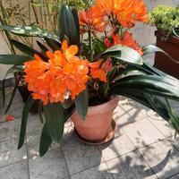 Clivia in vaso