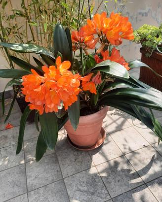Clivia in vaso